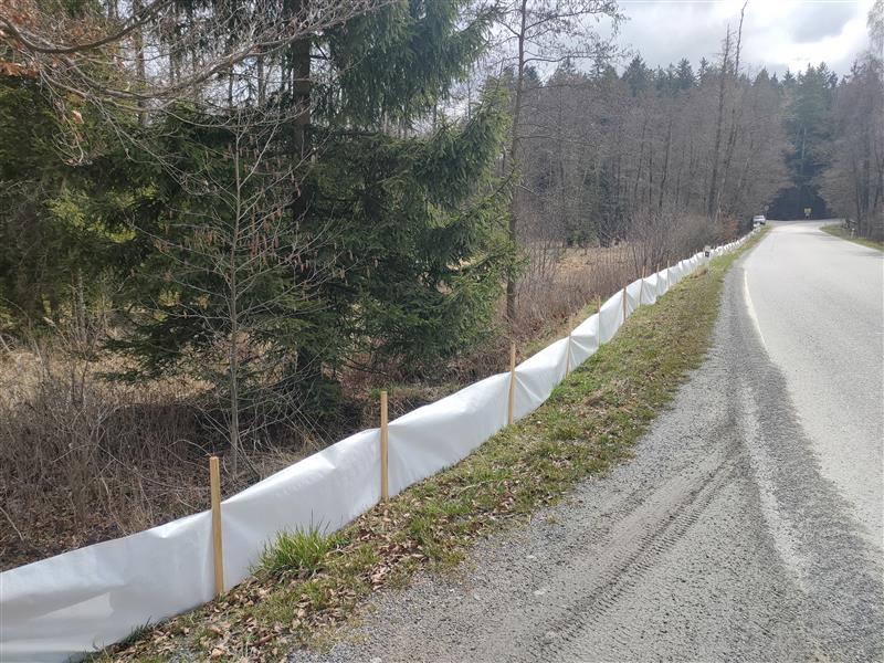 U Bílého Kamene chrání táhnoucí žáby nové zábrany podél silnice na Jihlavu