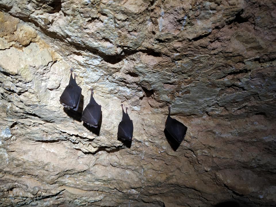 Koněpruské jeskyně otevřou nepřístupnou štolu a představí život netopýrů